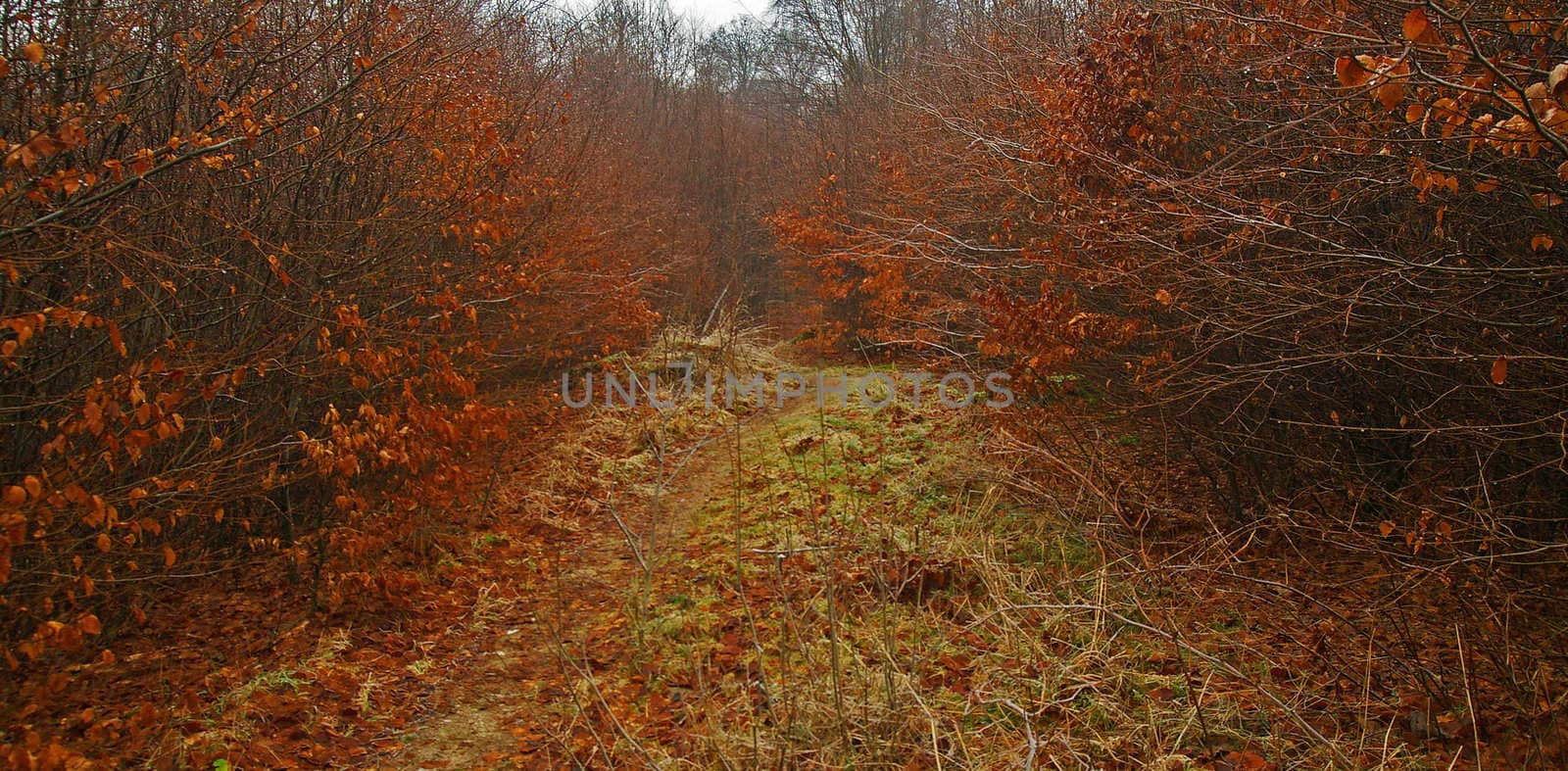 Mystic forest by baggiovara