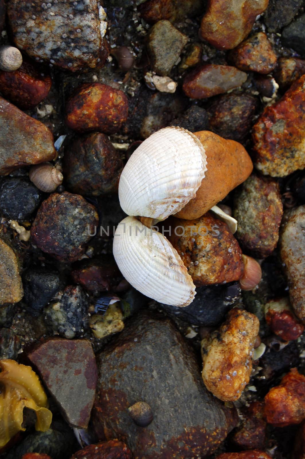 shells and stones