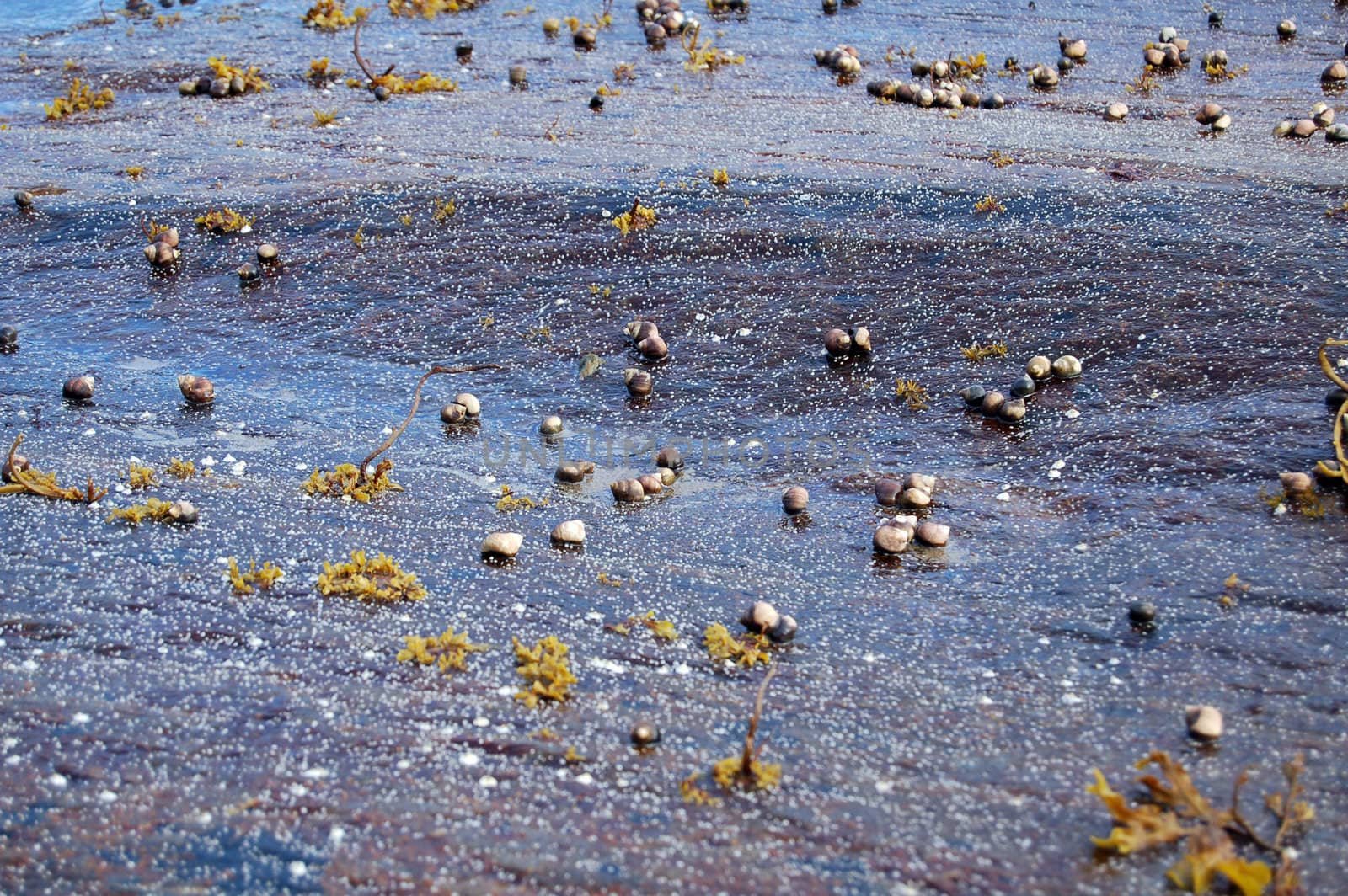 shells on a stone