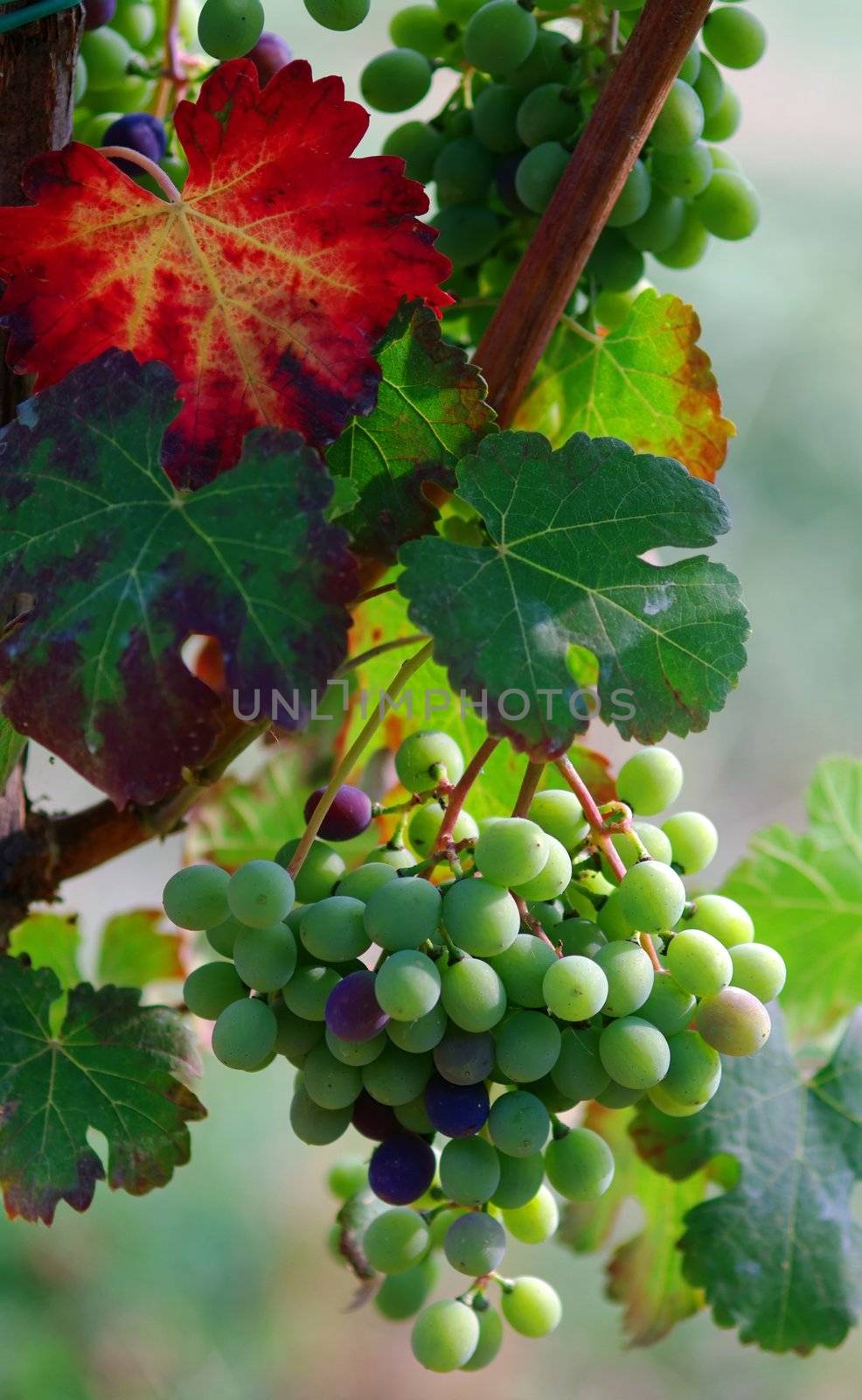 Bunch of grapes by baggiovara