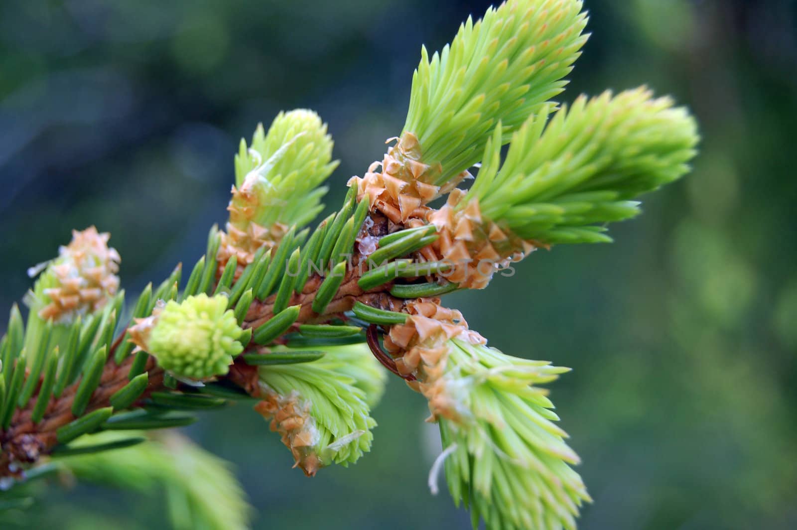 buds on a pine tree