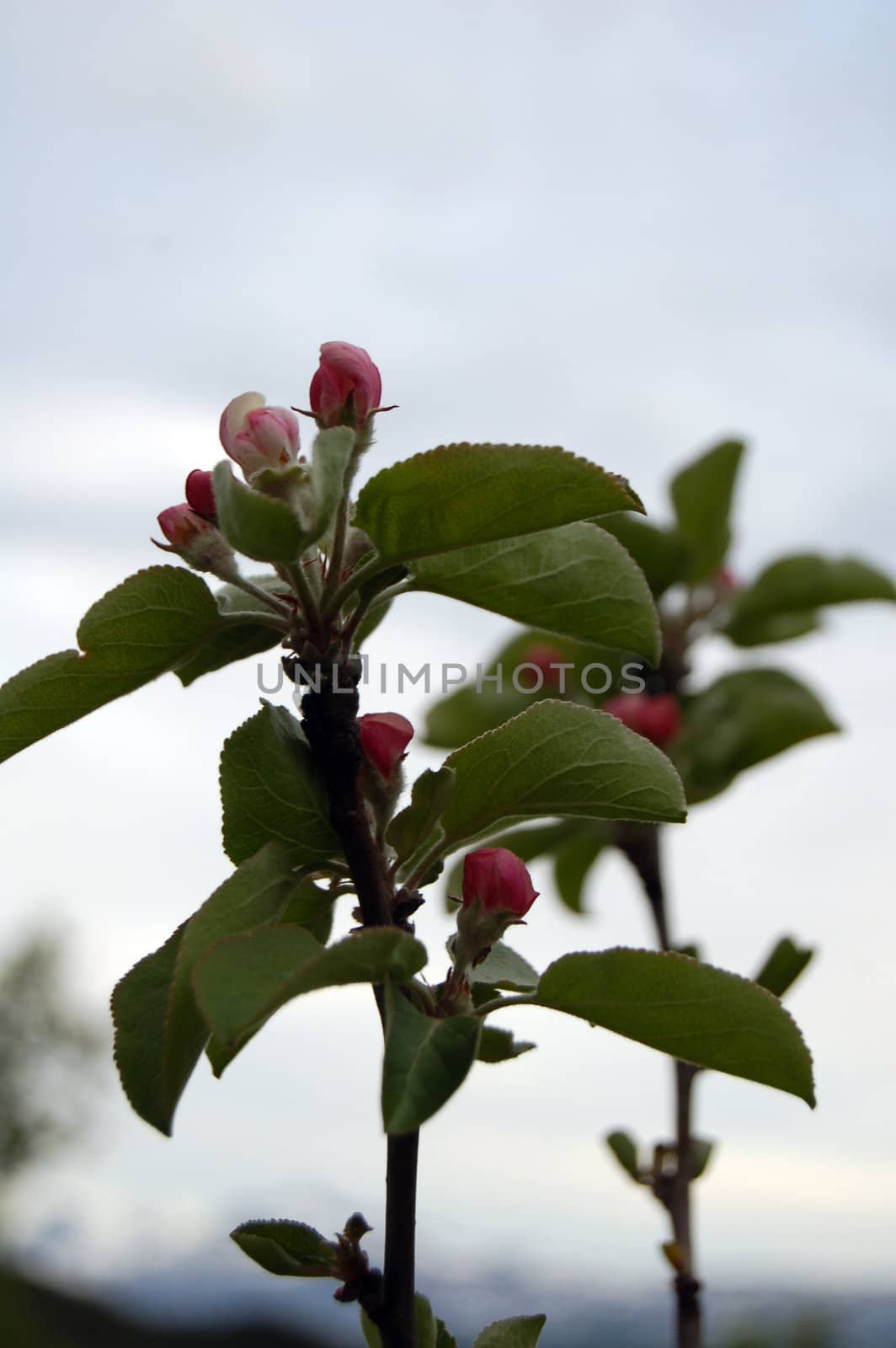 cherry tree flowers by mojly