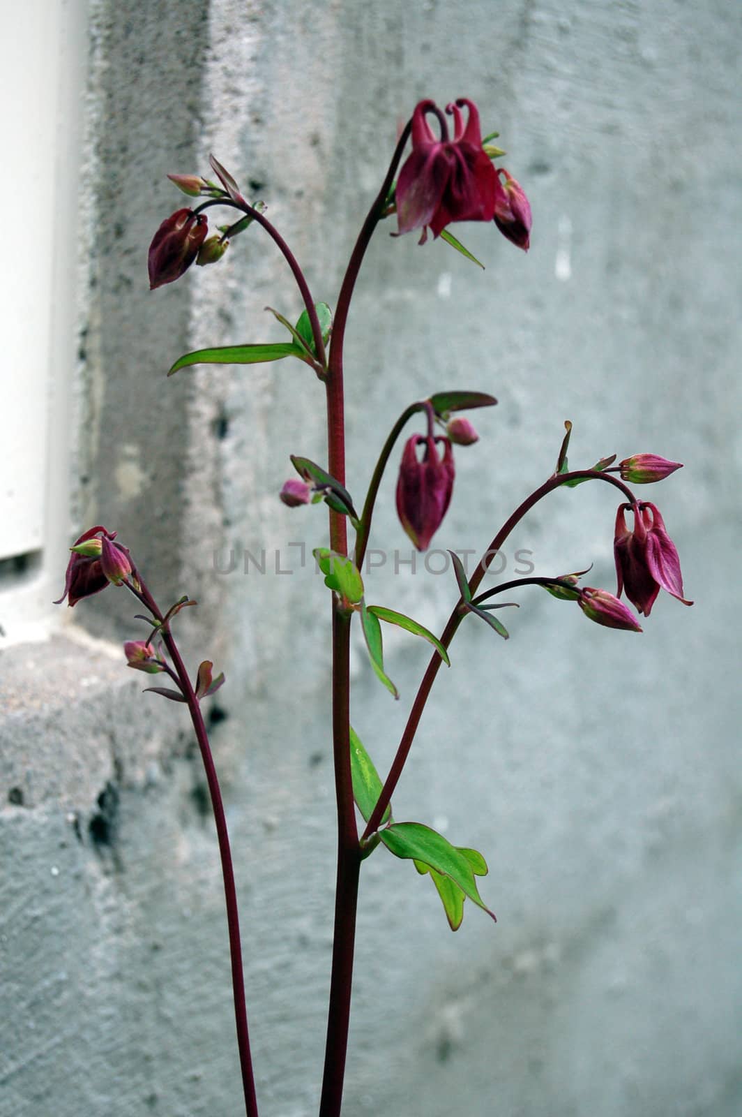 Aquilegia  by mojly