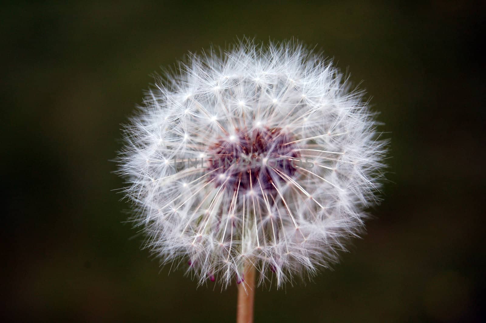 dandelion seeds by mojly