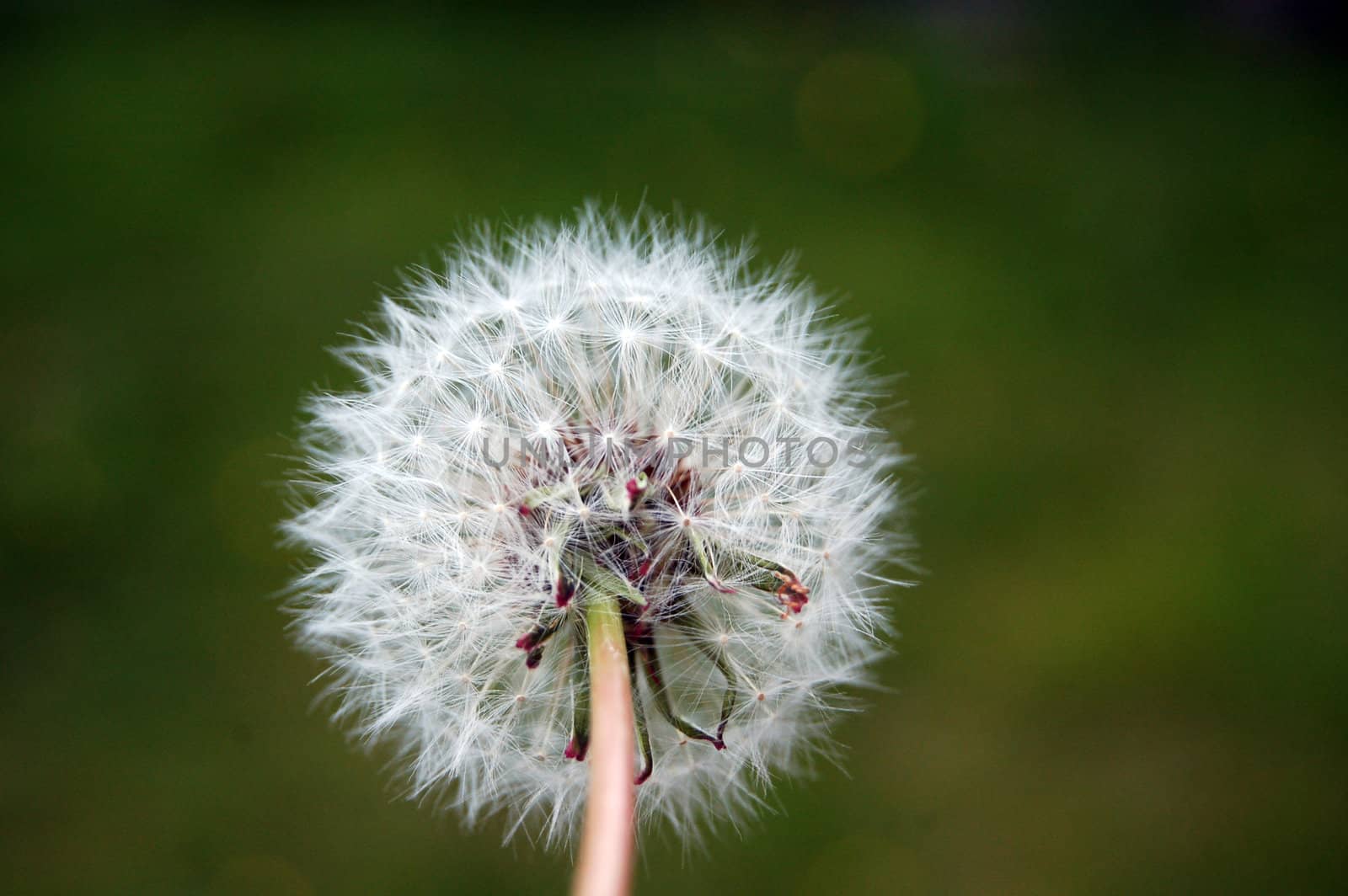 dandelion seeds