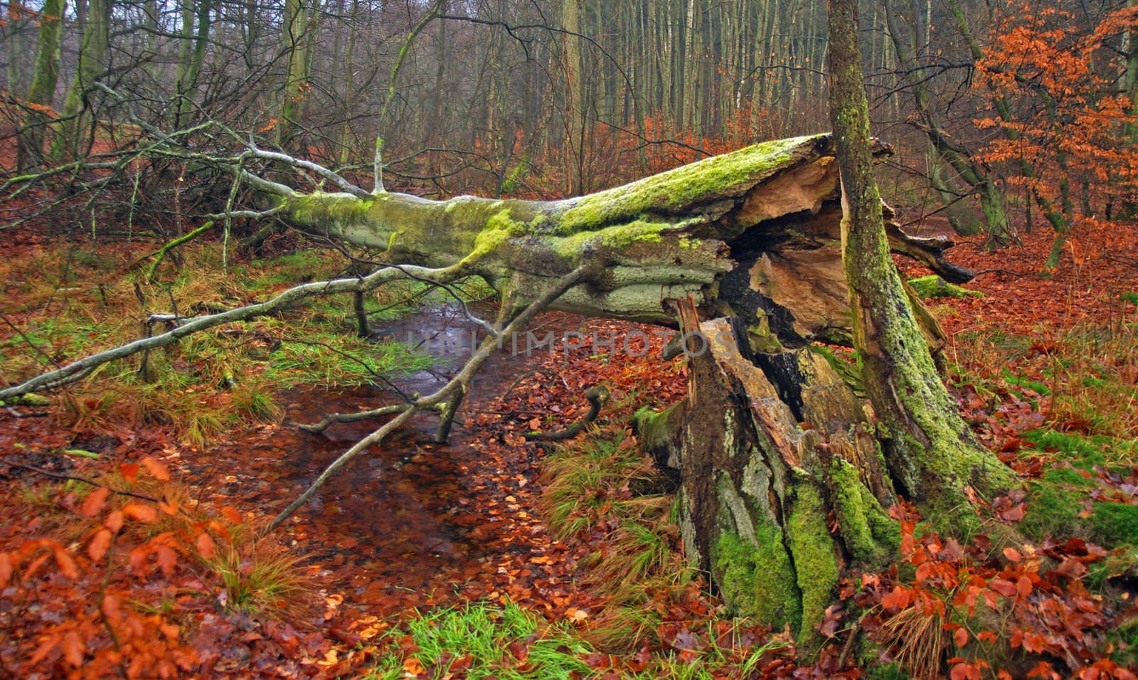 Fallen tree in autumn