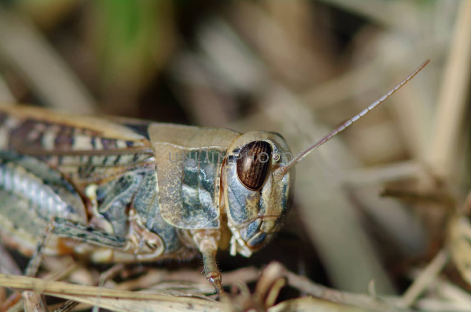 Grasshopper by baggiovara