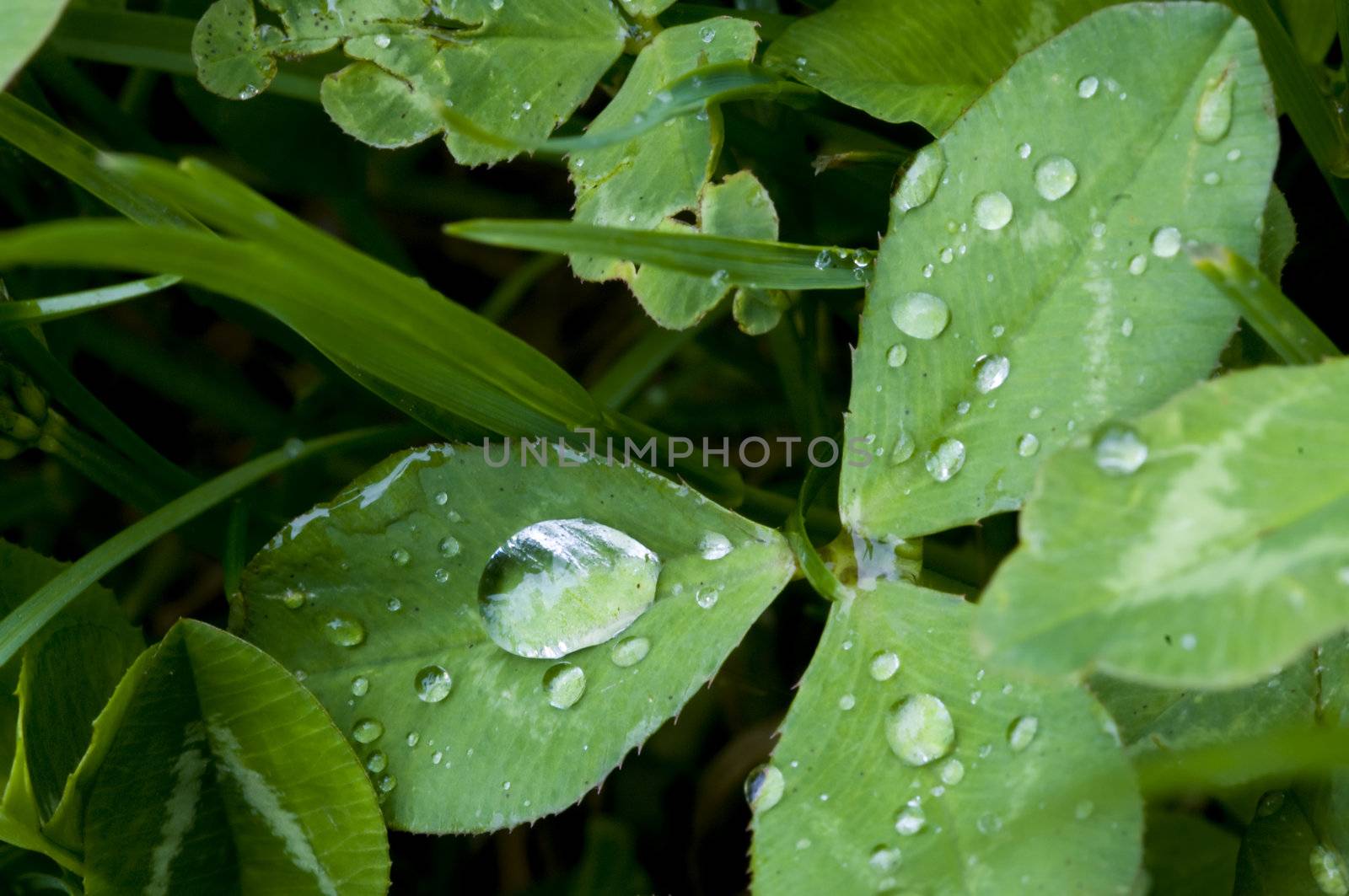 clover closeup after the rain