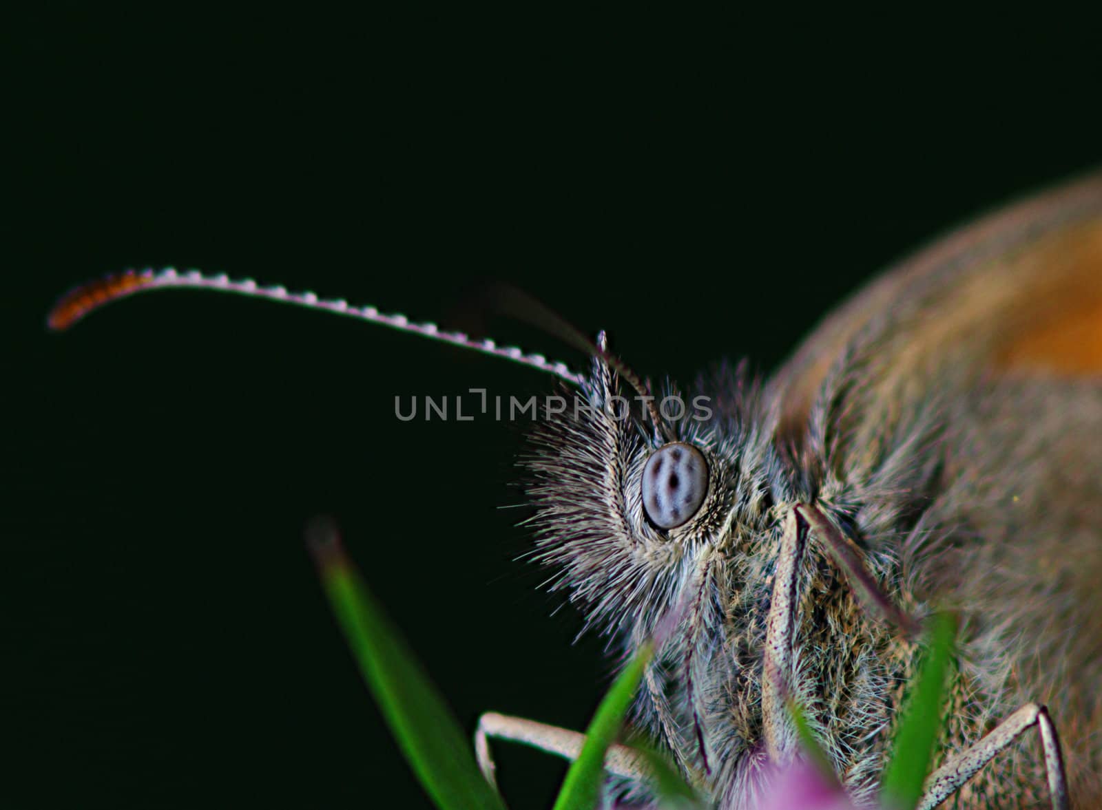 The eye of a butterfly (brown_Satyrinae)