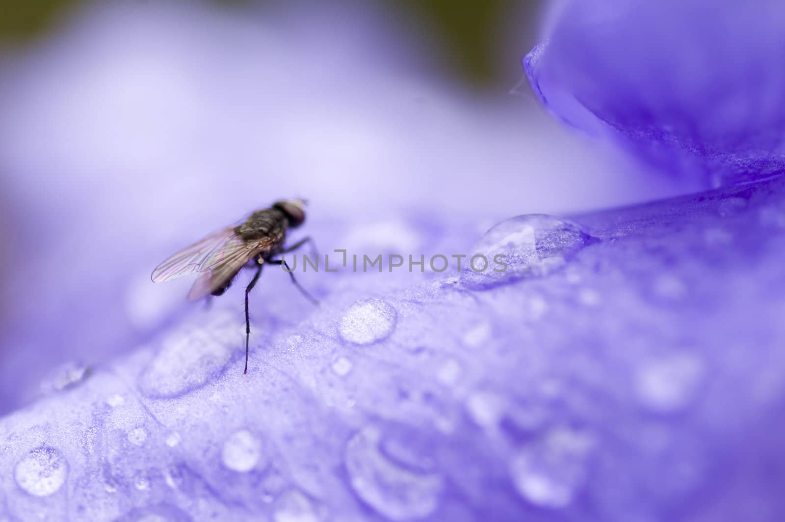 fly closeup by no4aphoto