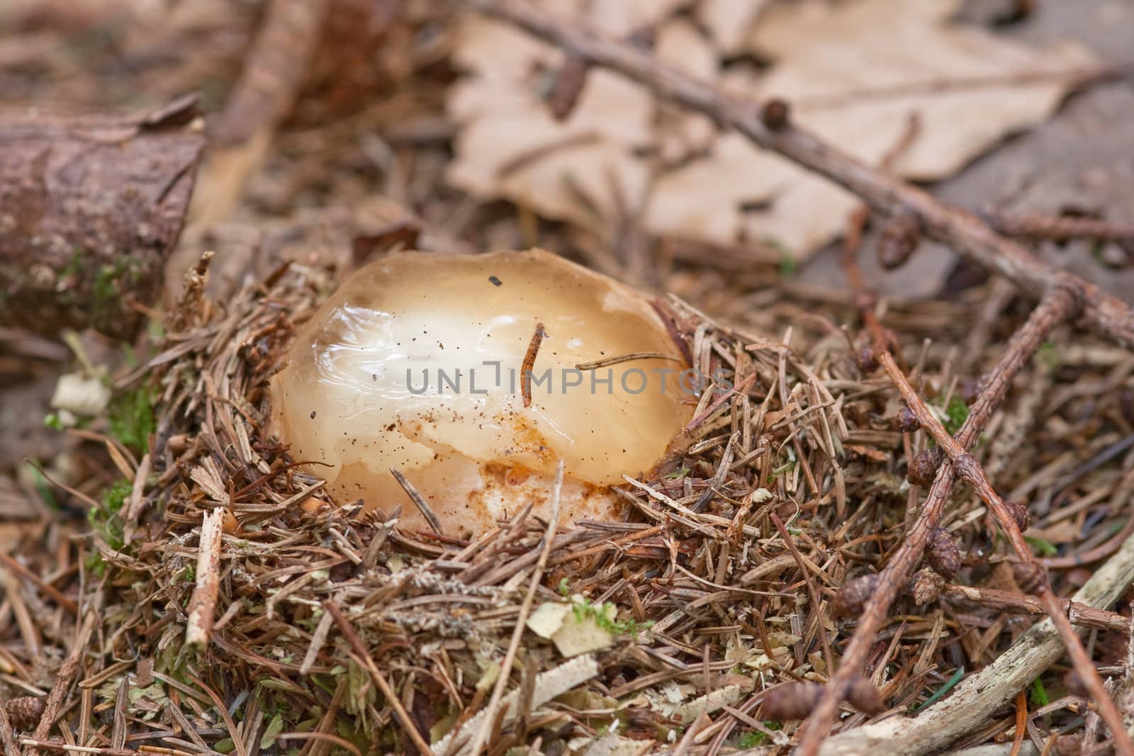 Witches egg, Phallus impudicus, embryo stage in nest of pine needles.