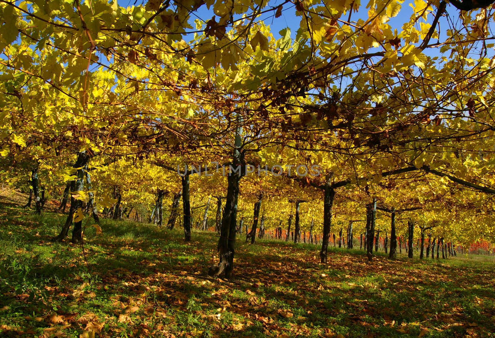 Vine yard in autumn by baggiovara