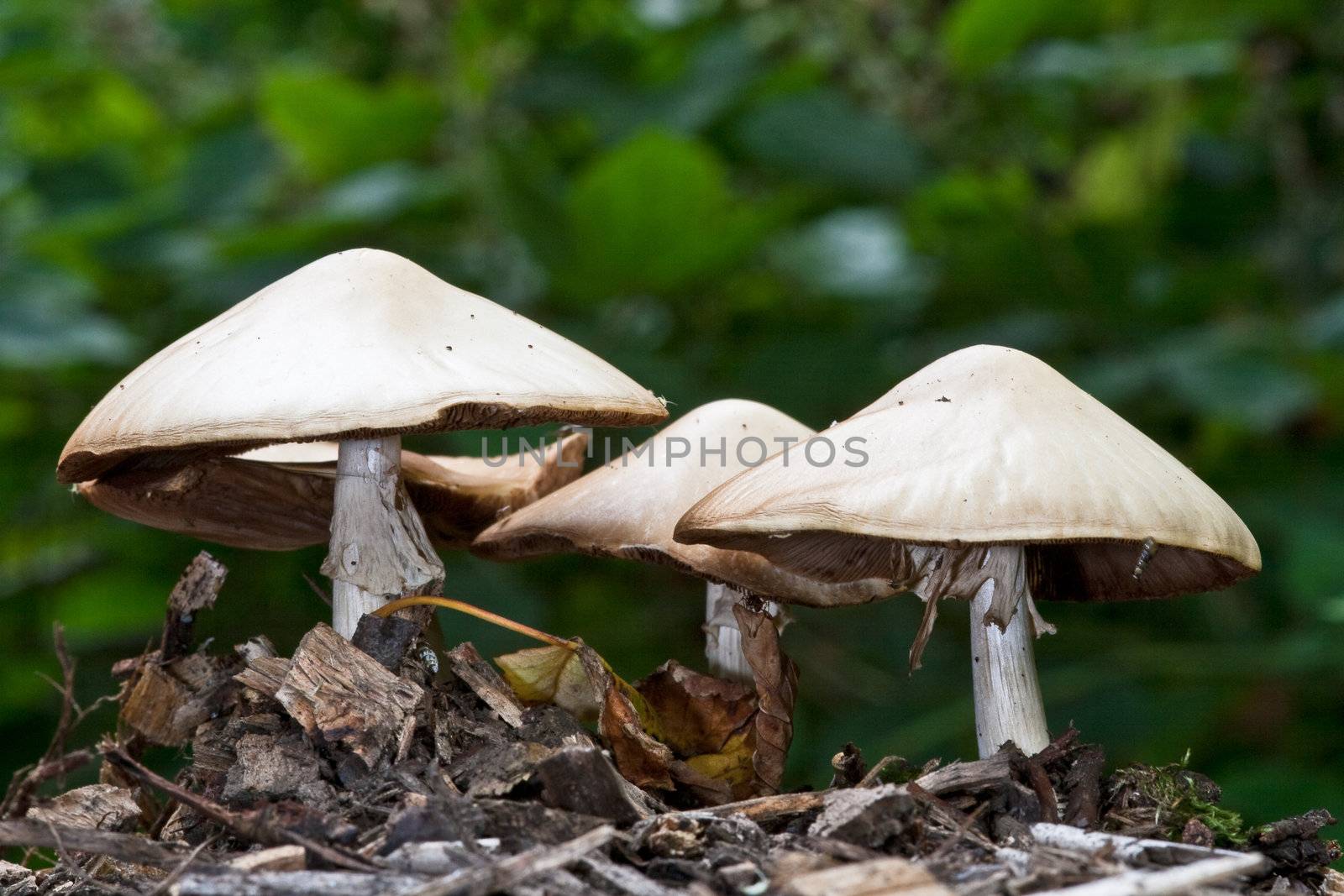 Wood mushrooms, Agaricus silvicola. by richsouthwales