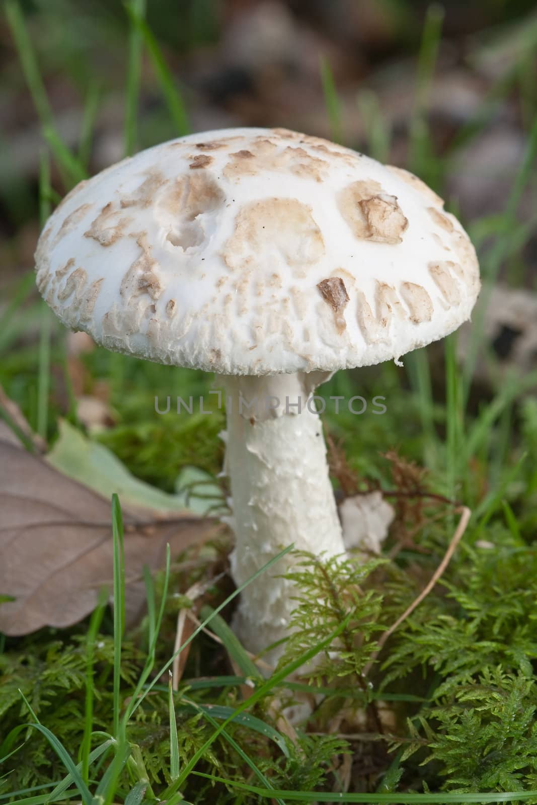 White false deathcap, Amanita citrina, amongst moss and leaves.