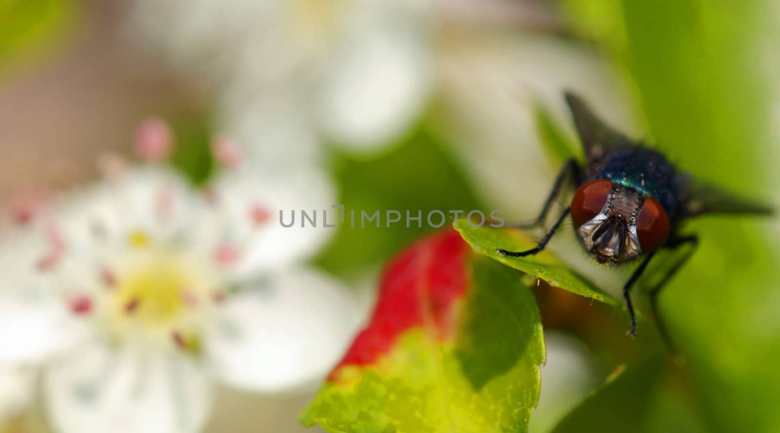 Fly on Apple by baggiovara