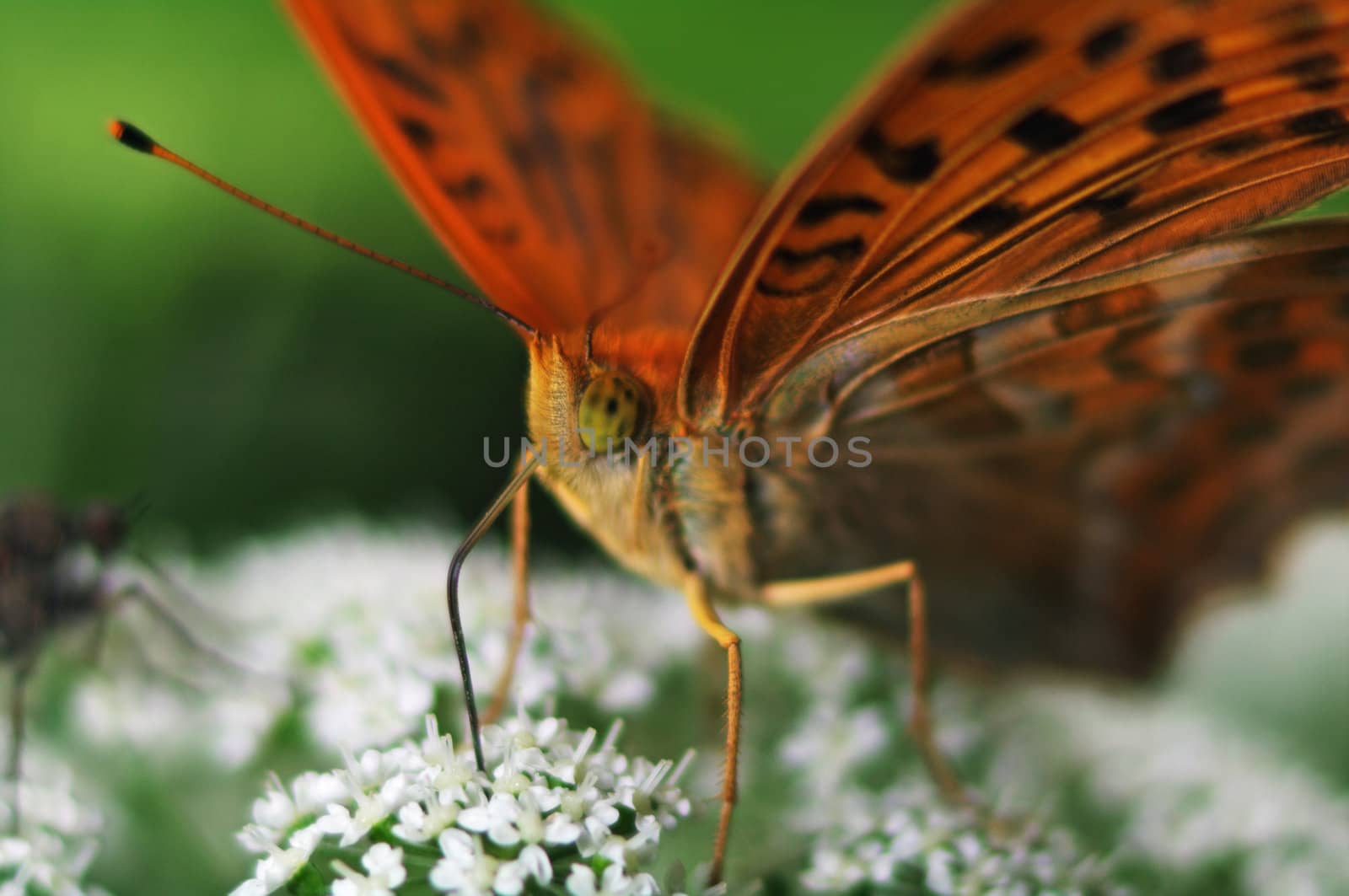 Heliconiinae (longwings) by baggiovara