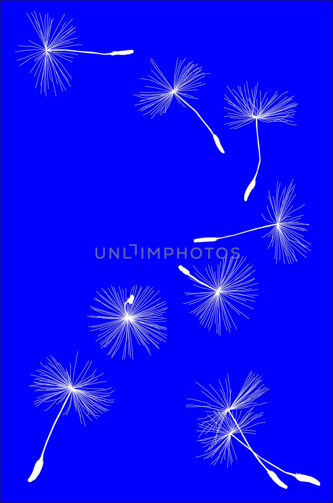 white dandelion, dandelion silhouette, silhouette of fluff, fly, seed, fluffy seeds, lugky down, blue background, the card vector, achene with a white forelock, a plant in June, a summer plant, weed, the elixir of life, a medicinal plant