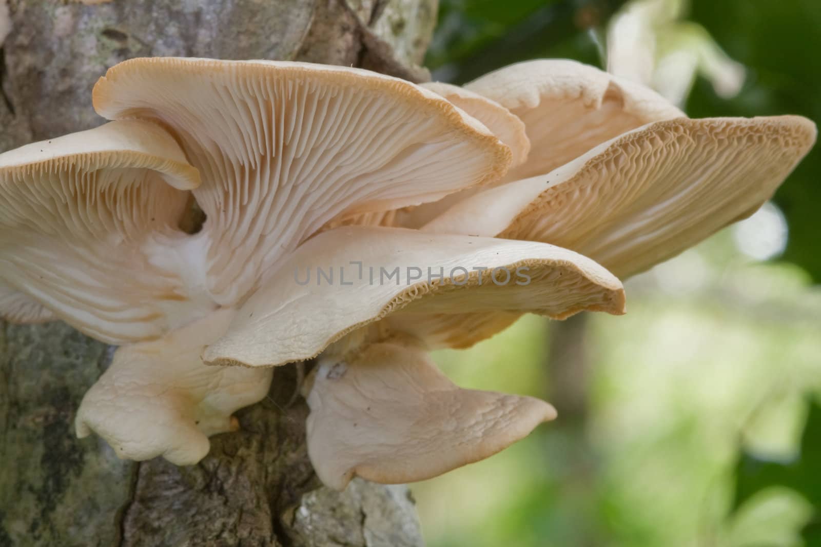 Branched oyster mushrooms, Pleurotus cornucopiae, growing on a tree.