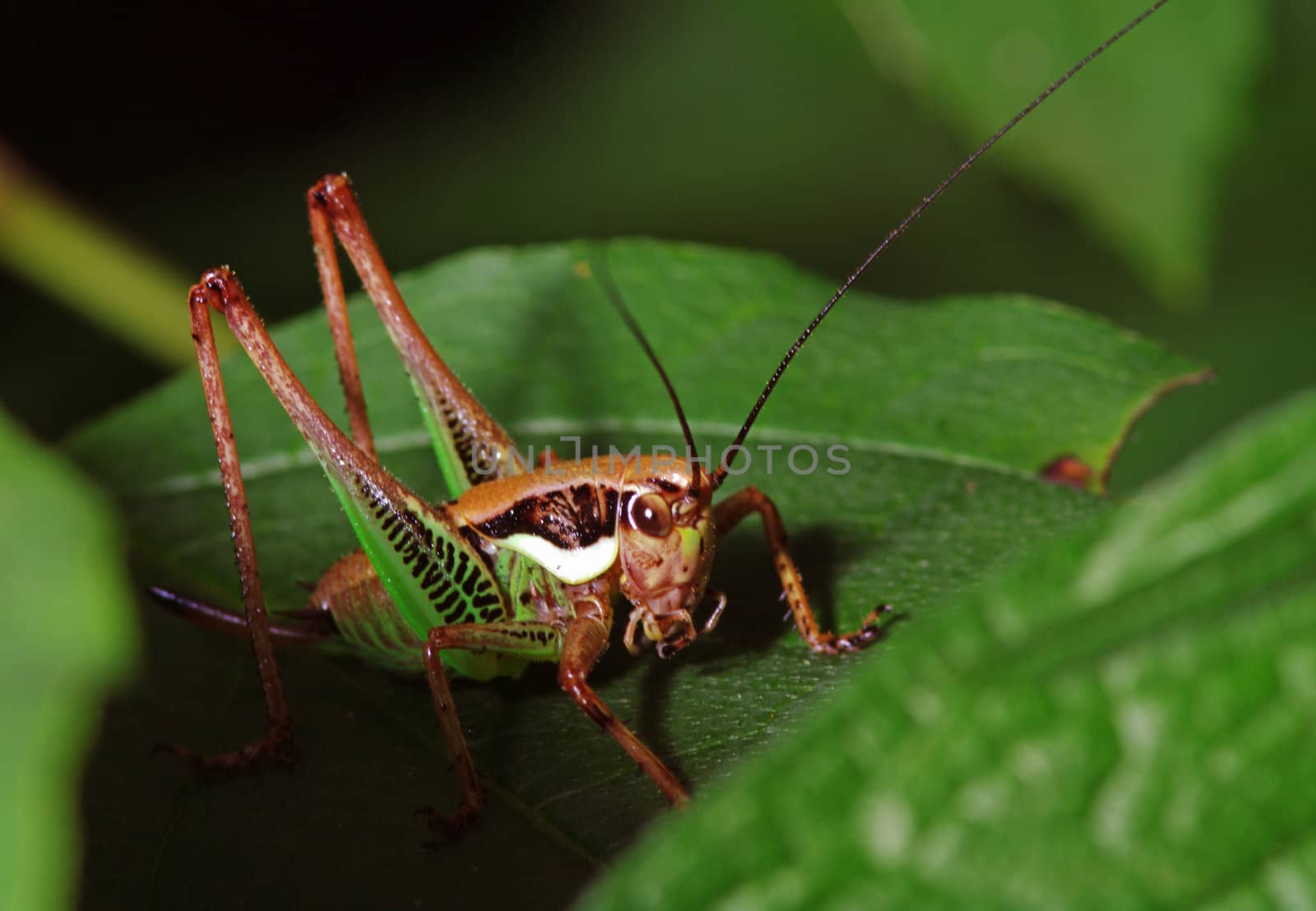 Katydid (Tettigoniidae) by baggiovara