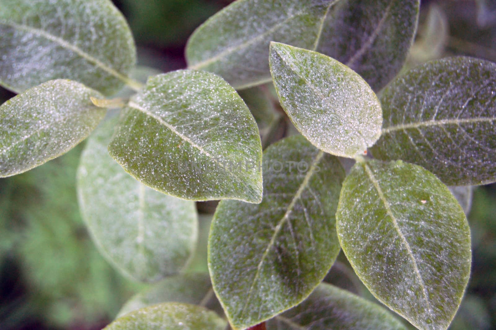 leaves with dew