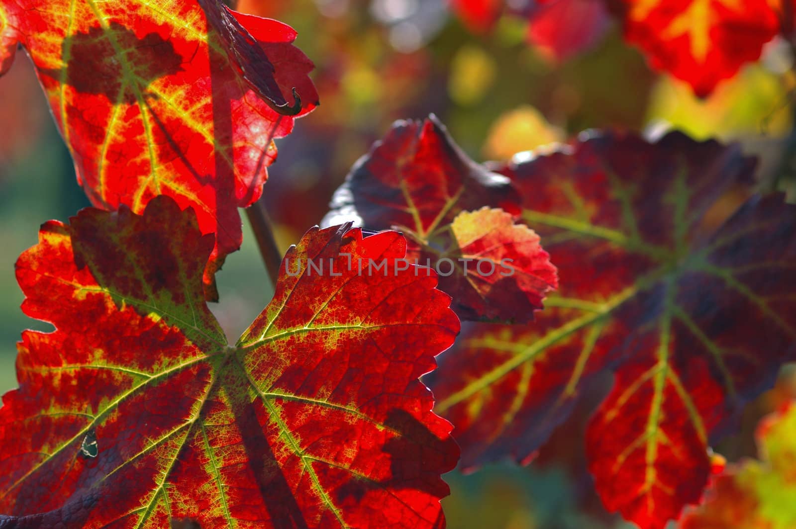 Leaves of Vine by baggiovara