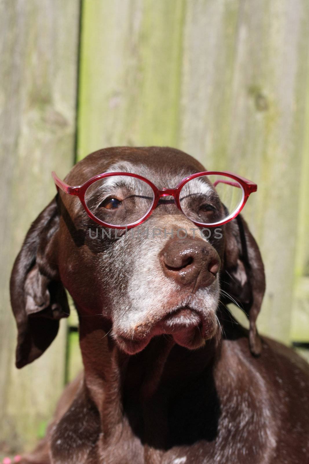 A german shorthaired pointer wearing a pink pair of glasses