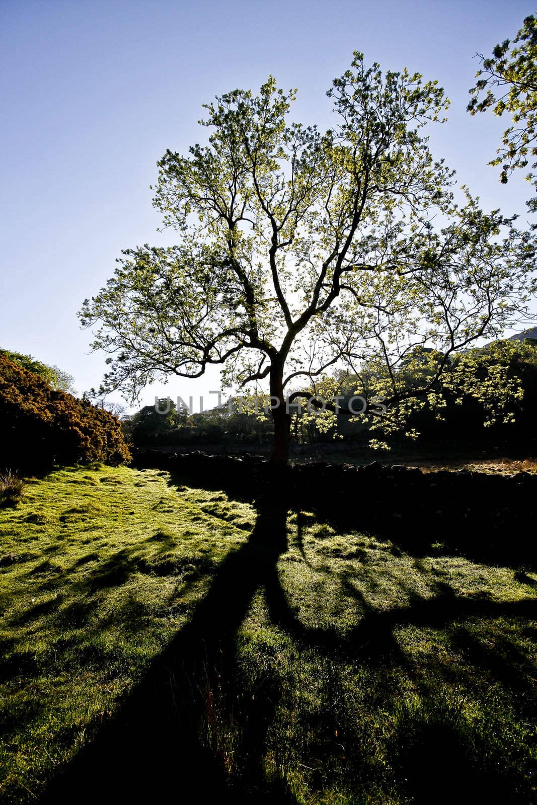 Silhouette of a tree and shadow on grass.