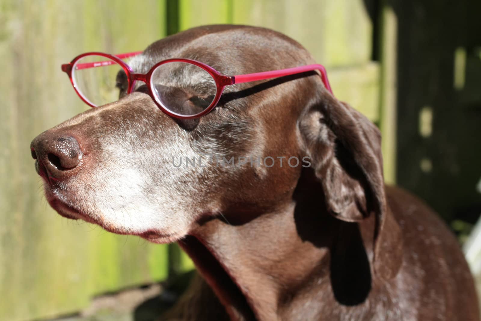 german shorthaired pointer with pink pair of glasses by studioportosabbia