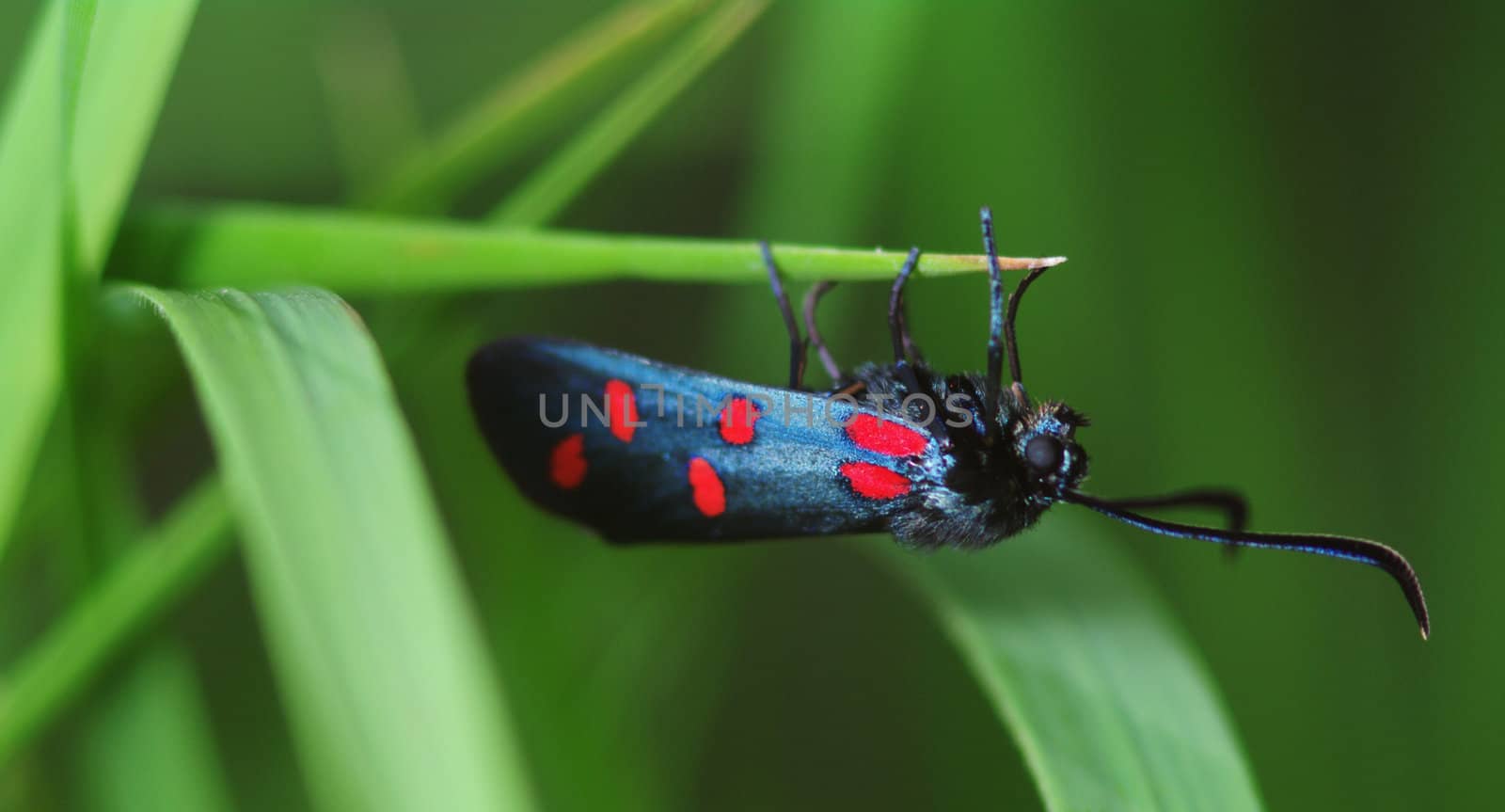 Six-spot Burnet (Zygaena filipendulae) by baggiovara