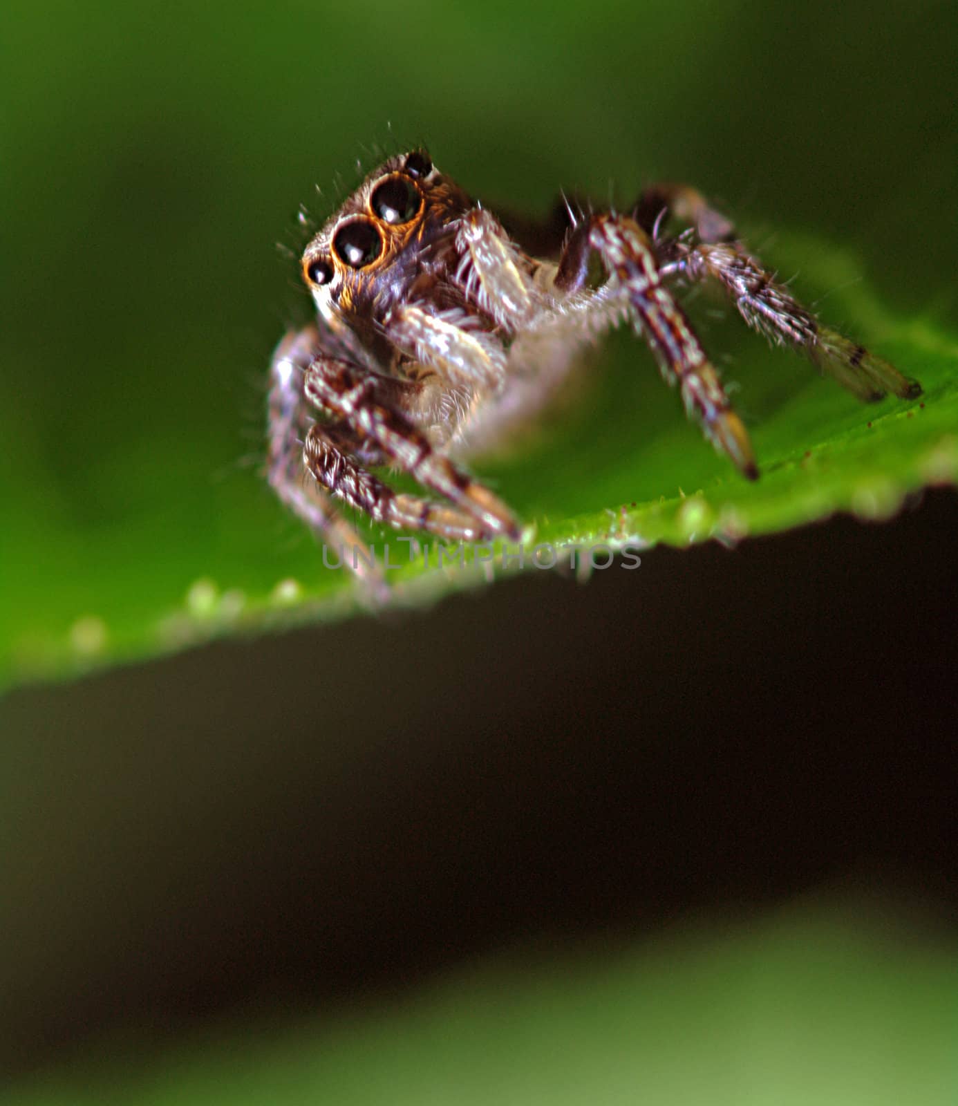 Spider on leaf