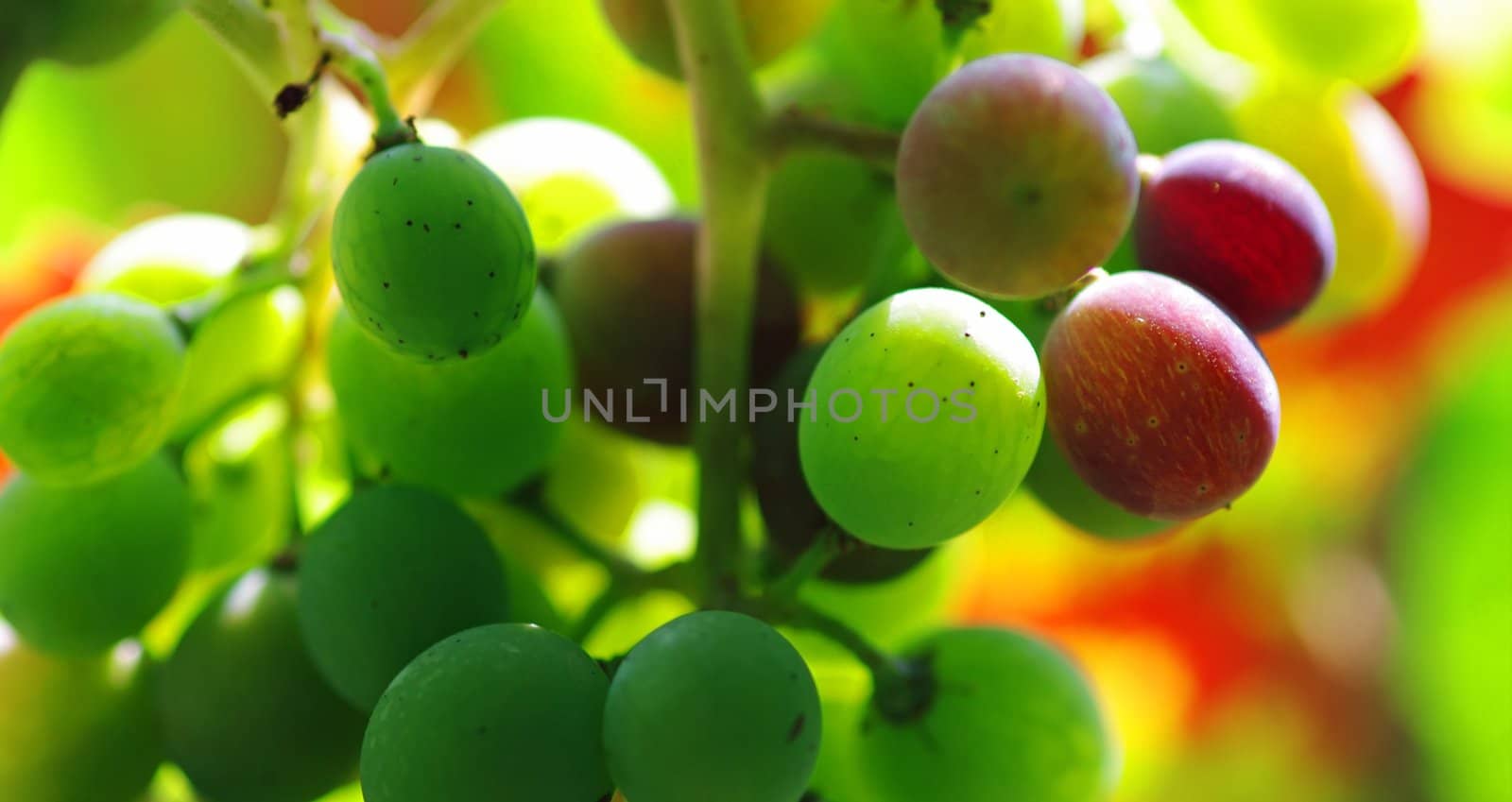 A bunch of green and red grapes