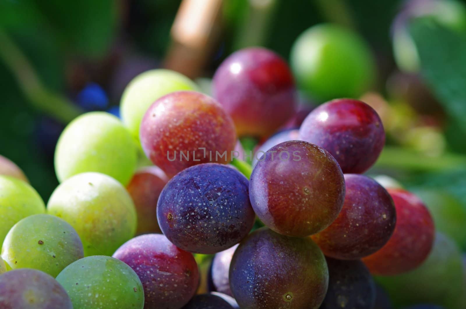 Green and red grapes