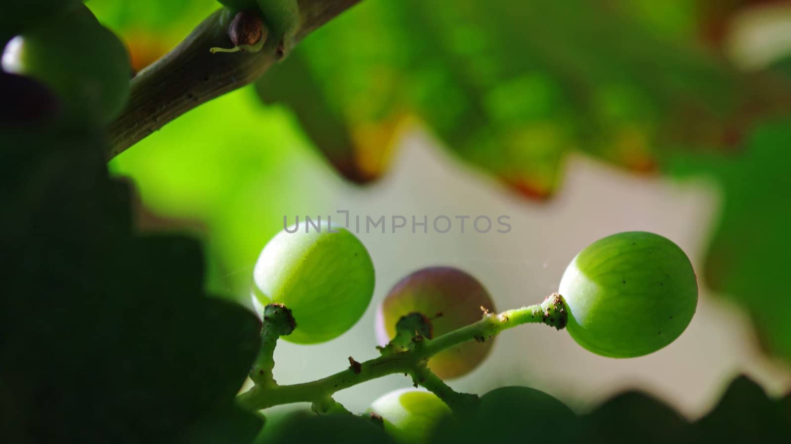 Green grapes