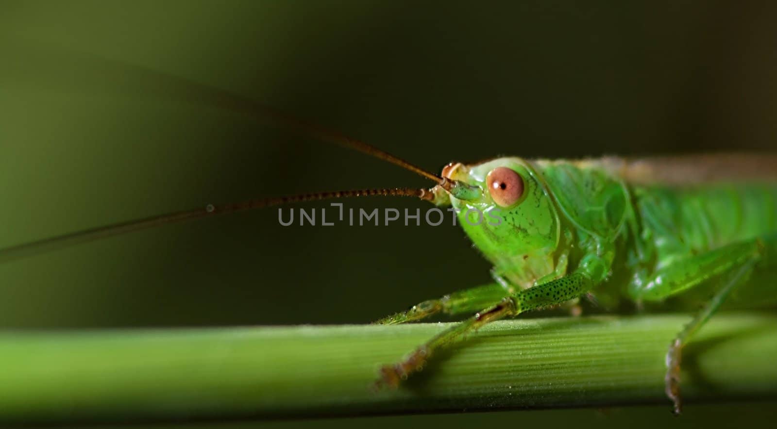 Katydid by baggiovara