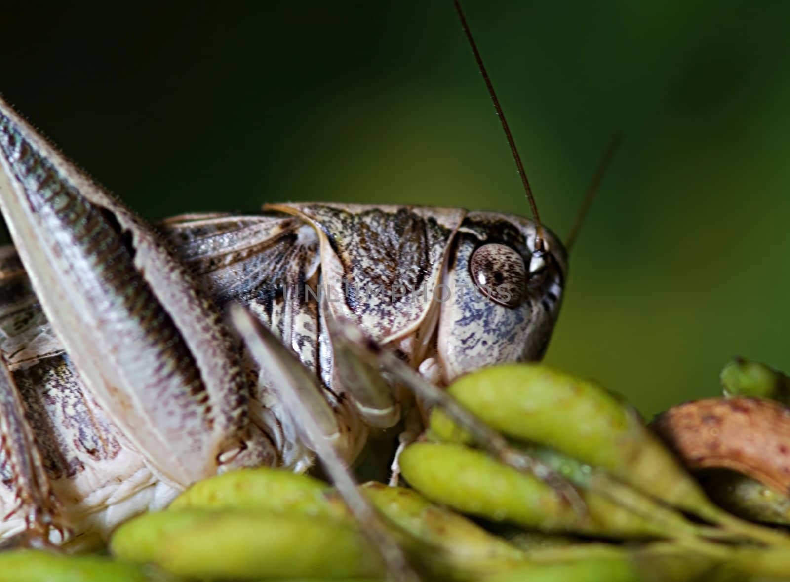 Grasshopper by baggiovara