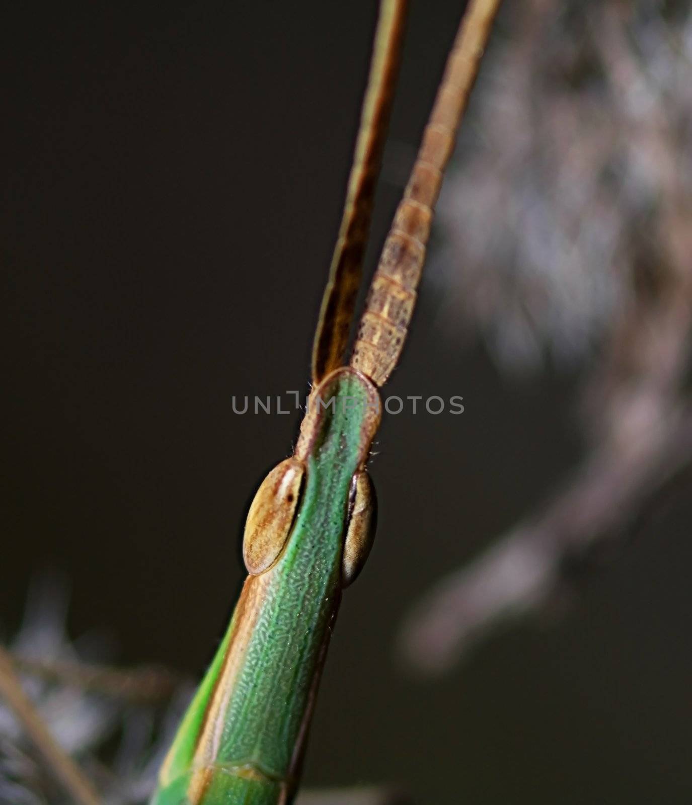 Grasshopper by baggiovara