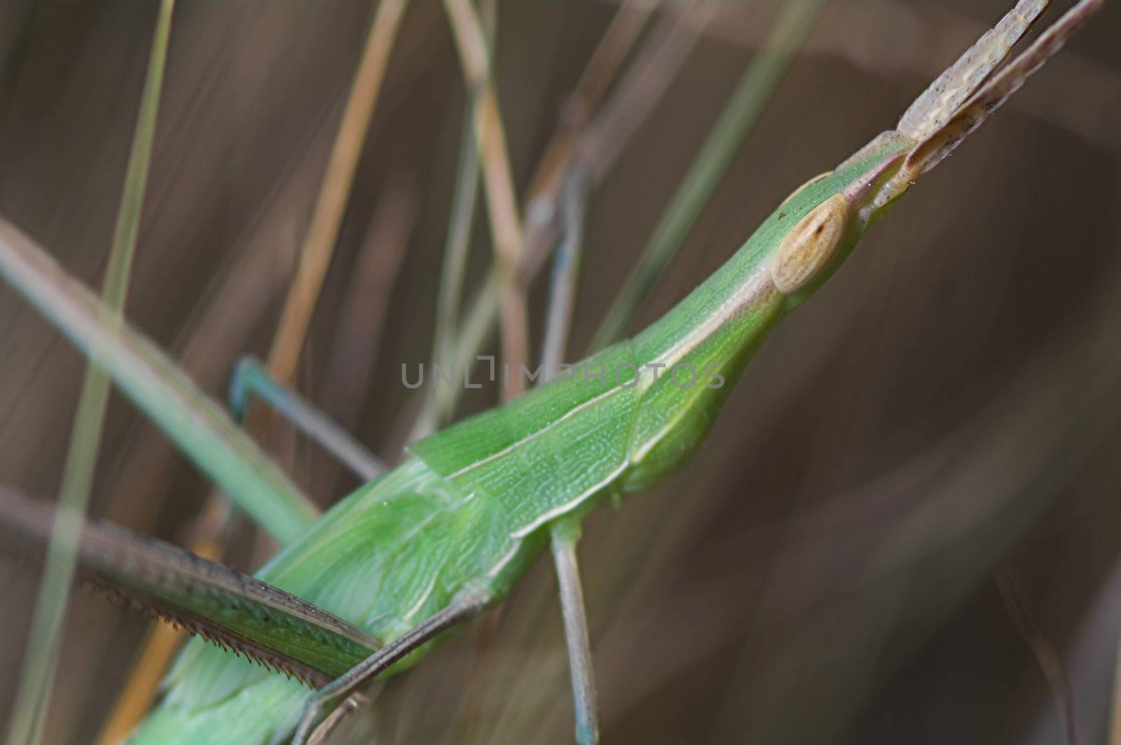 Grasshopper by baggiovara