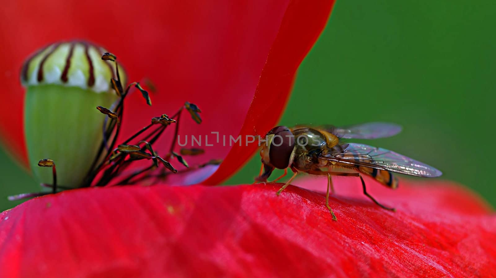 Hover fly on Papaver