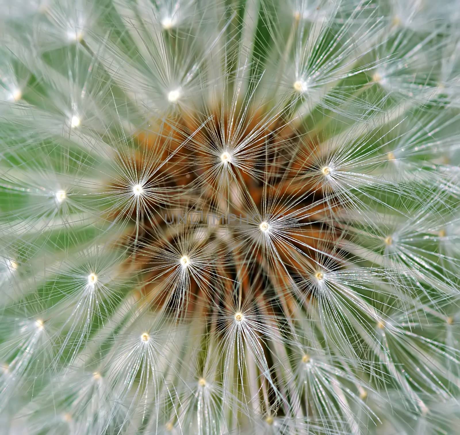 Dandelion by baggiovara