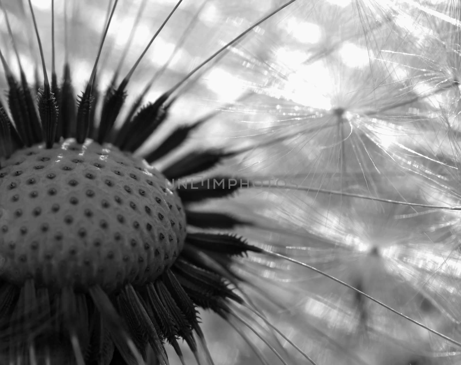 Dandelion by baggiovara