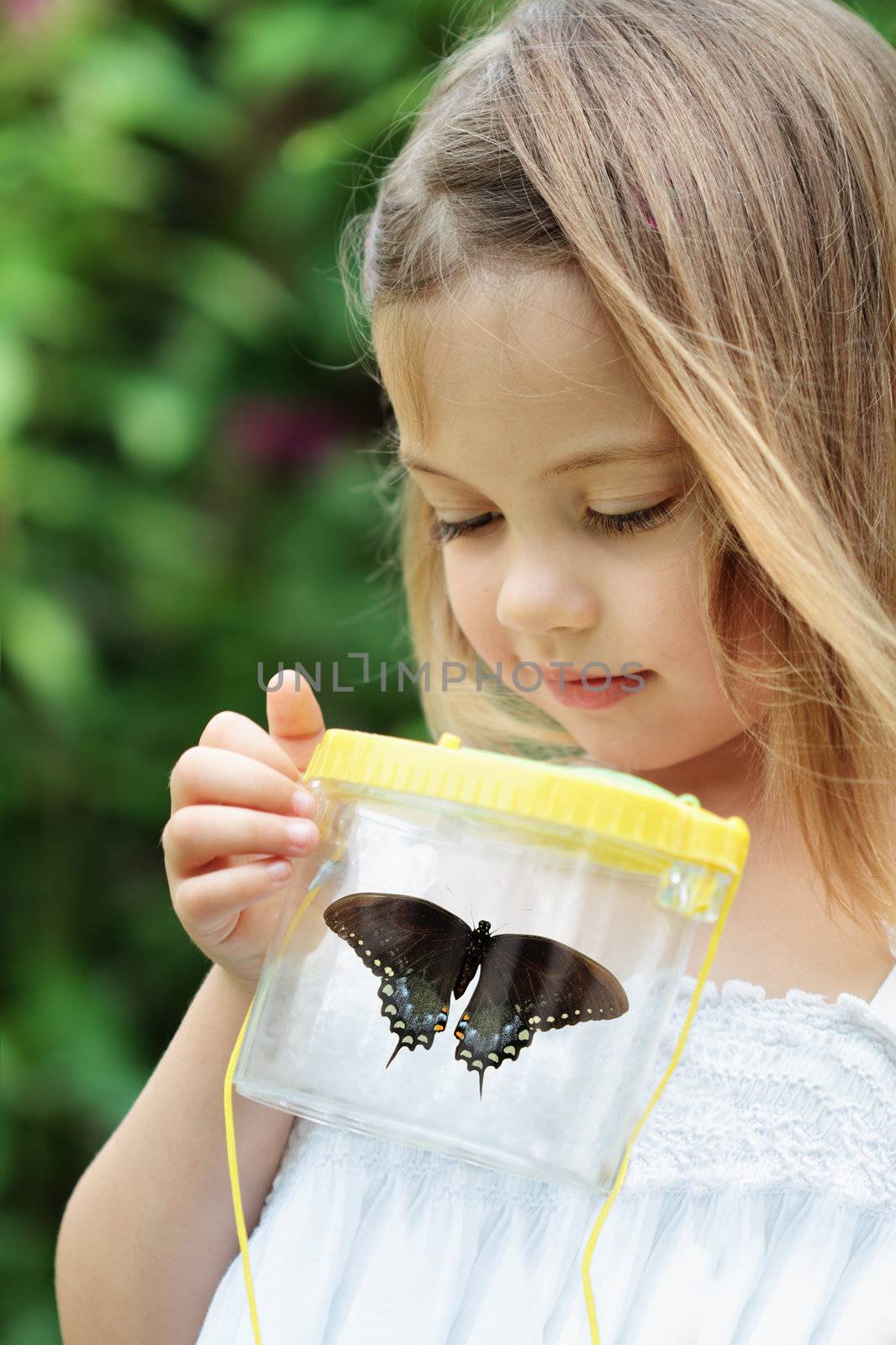 Little girl admires a Spicebush Swallowtail butterfly that she has captured. 