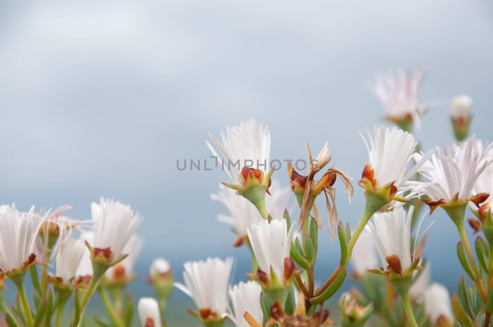 A group of flower trying to reach the sun