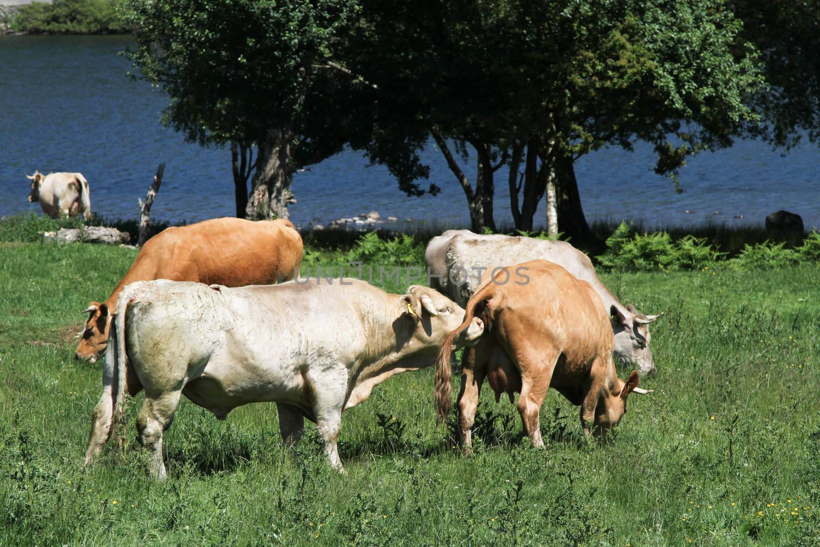 Bull scenting a cow's vagina in a field.