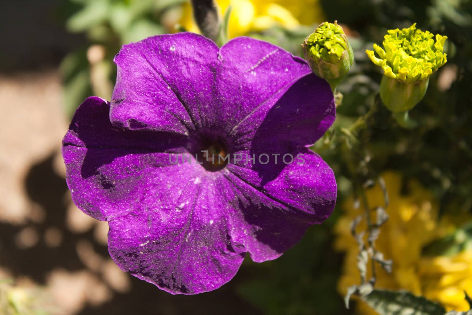 Petunia at 7,000 feet