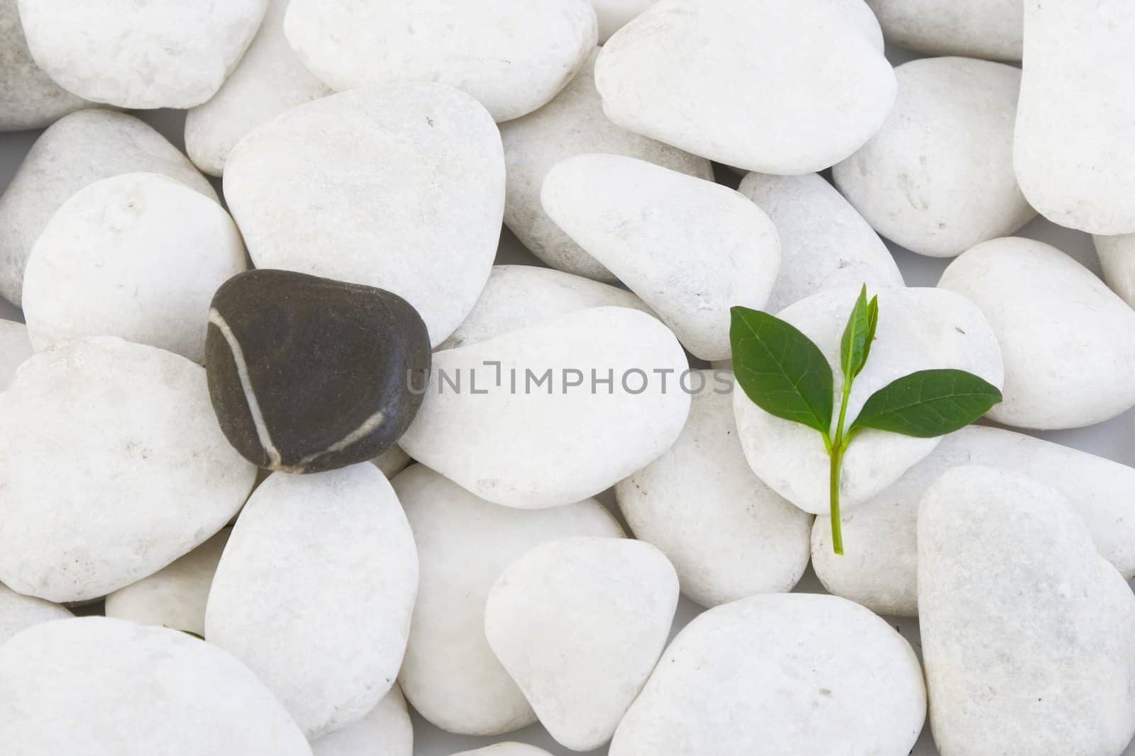 front view white stones and green leaf