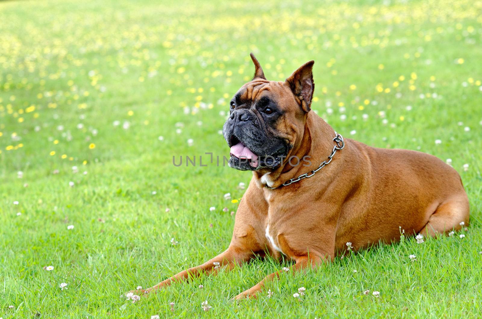 a boxer dog lying in the grass