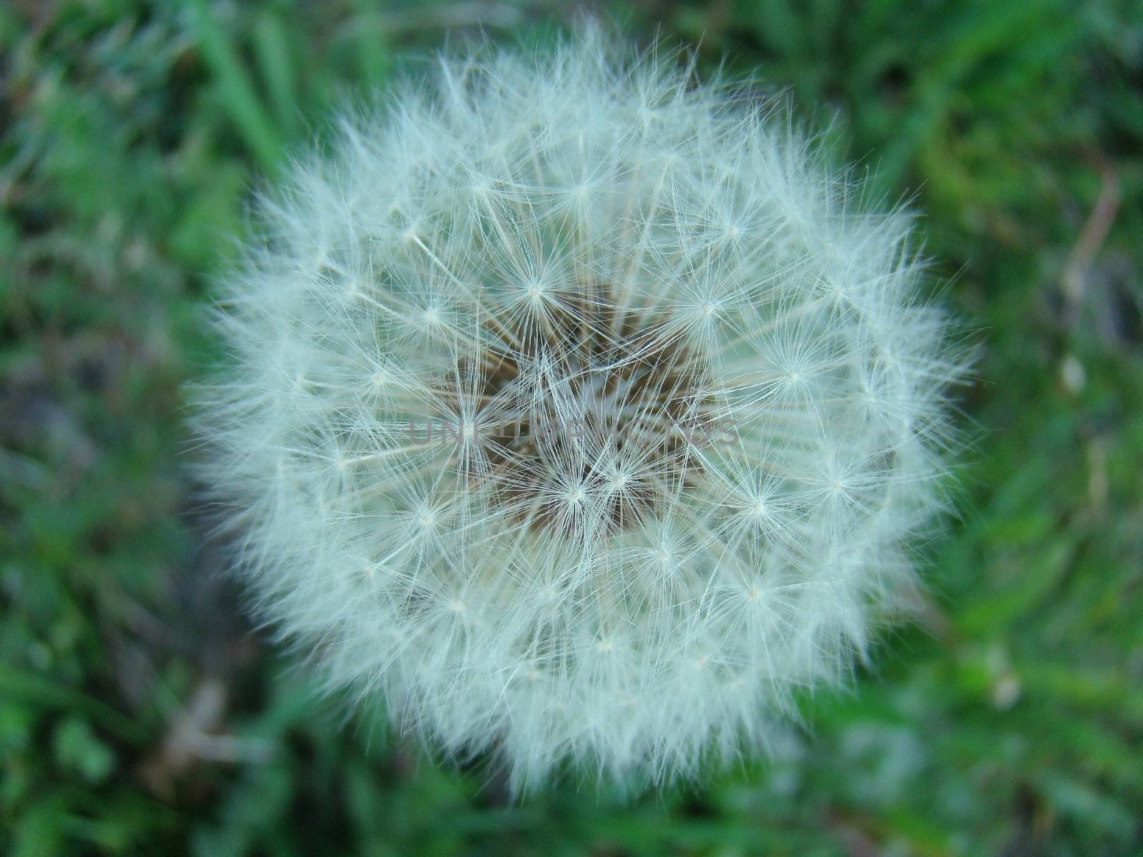 Close up dandilion puffball by hicster