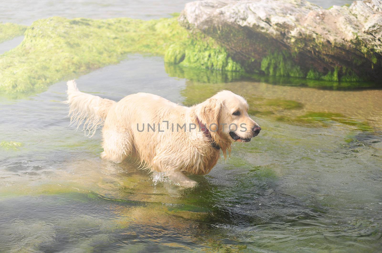 Dog floating in the summer sea lagoon.