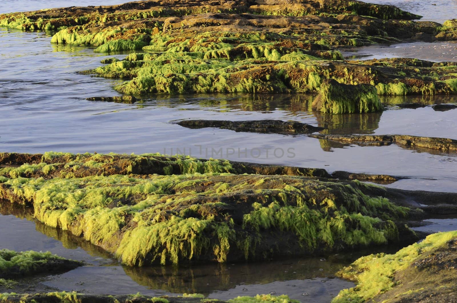 Stones covered with seaweed .