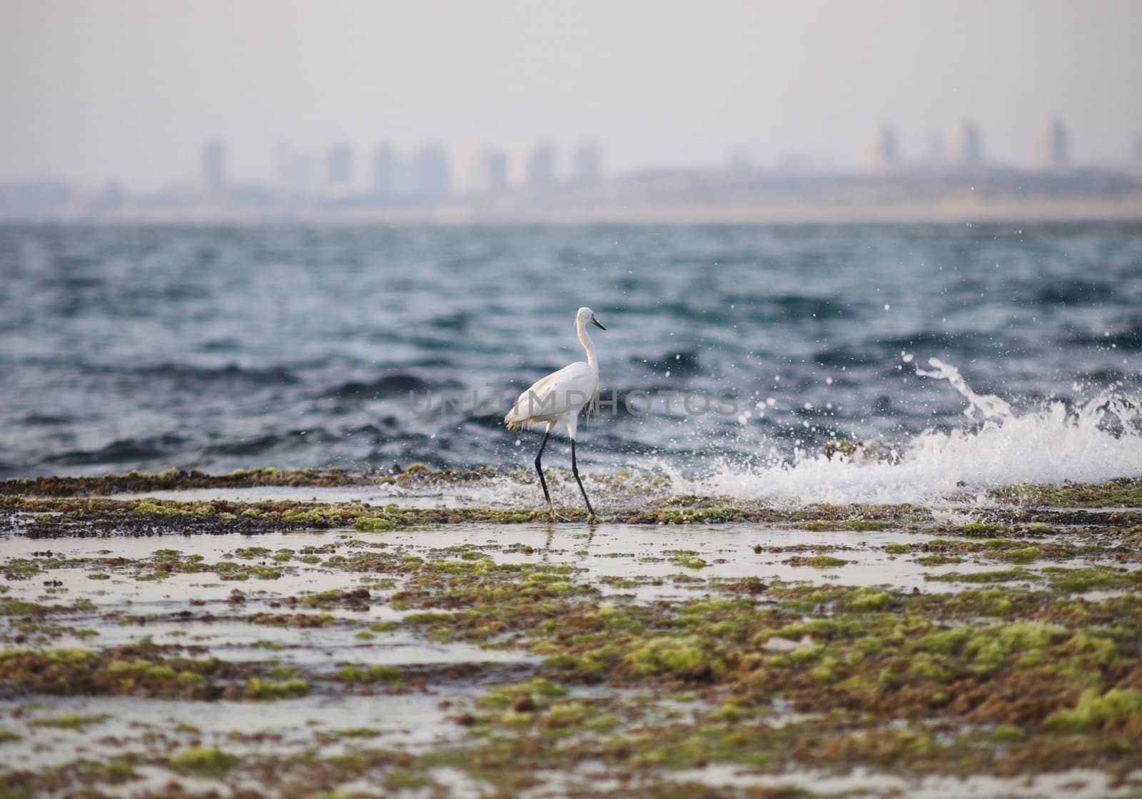 Here is a photo of a White Heron on the prowl for a meal on the beach .